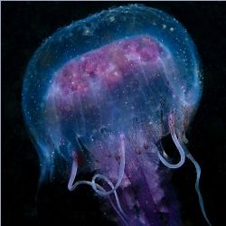 Pelagia noctiluca jellyfish shot in Baleal, Portugal, usi... by Joao Pedro Tojal Loia Soares Silva 